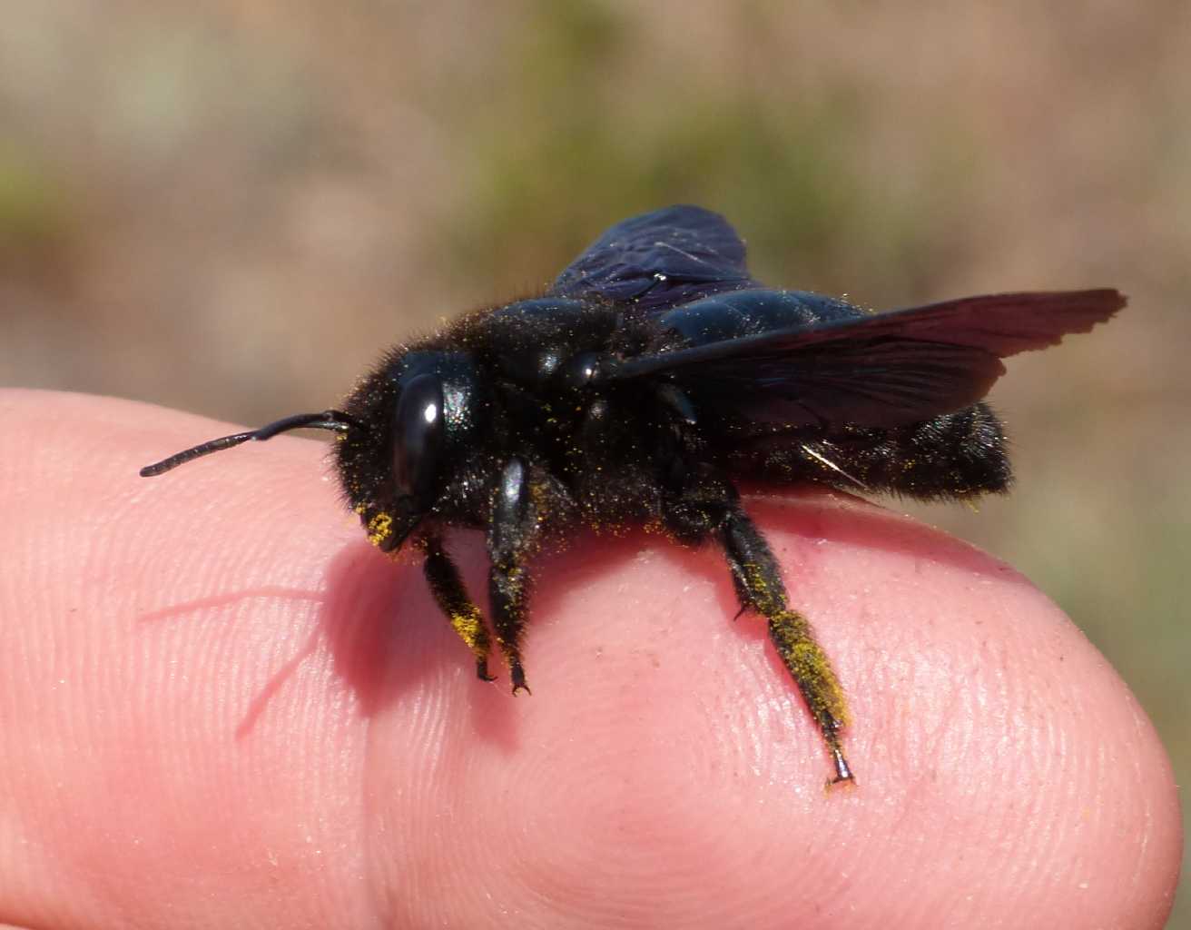 Xylocopa violacea malata? O solo stanca?